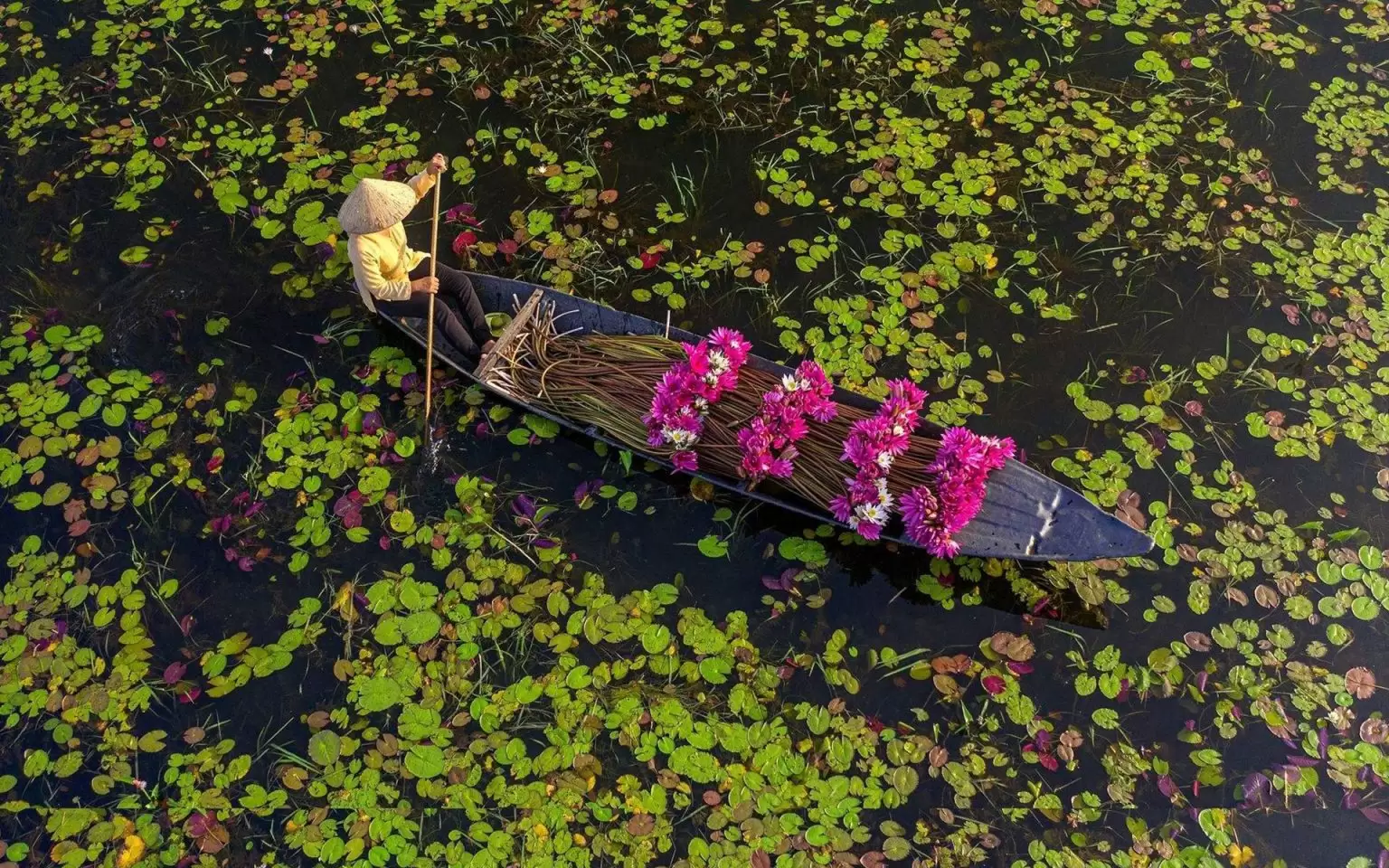 Flowers in Vietnam 8 Things You want to Know Vietnam Travel