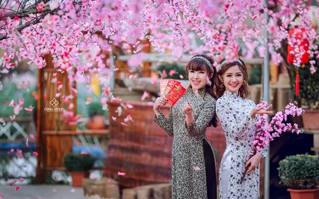 Peach blossoms: The shade of Lunar New Year in northern Vietnam