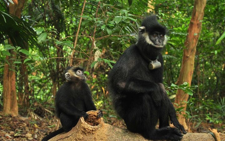 langur in Phong Nha Ke Bang National Park