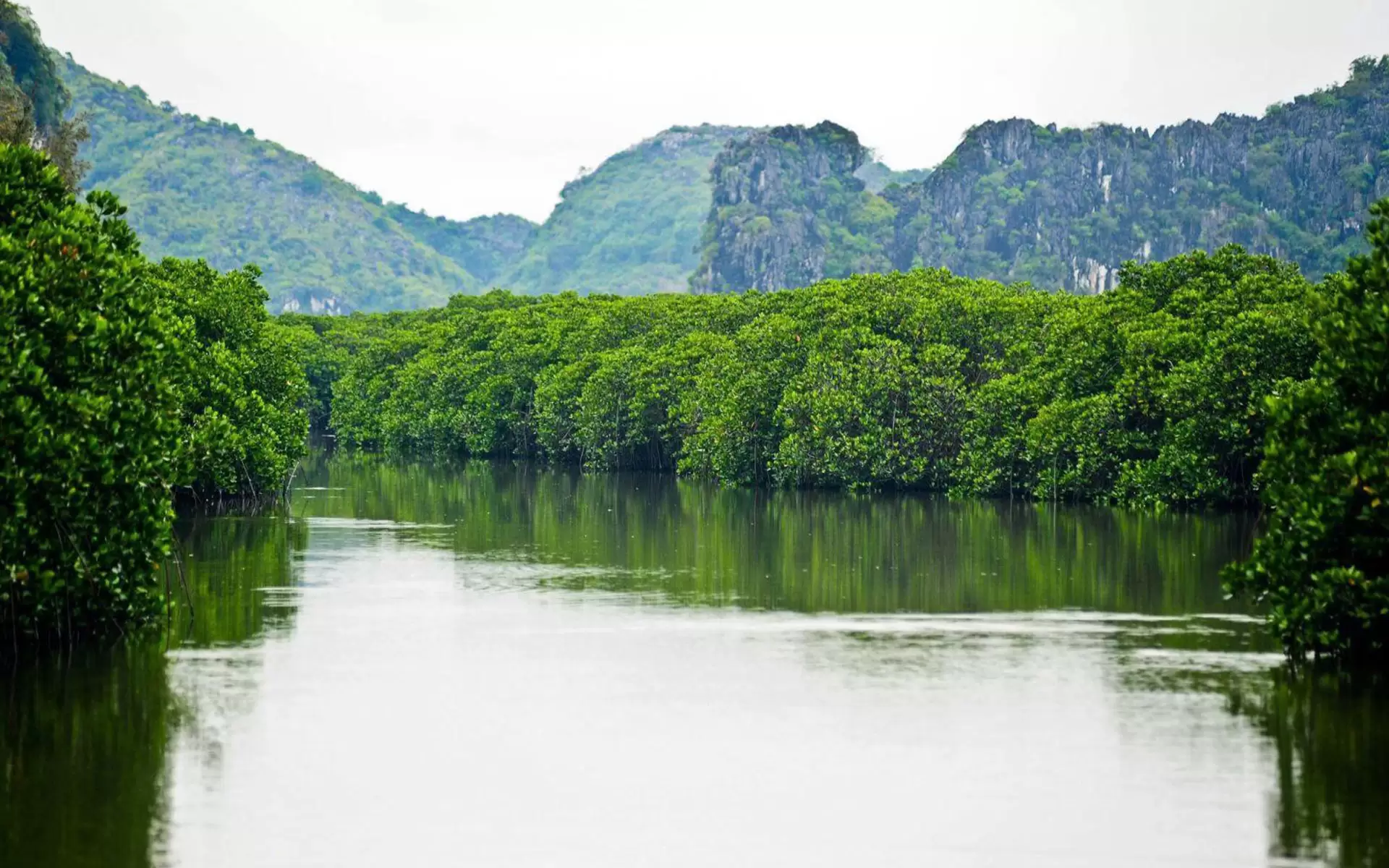 mangroves forest in cat ba national park