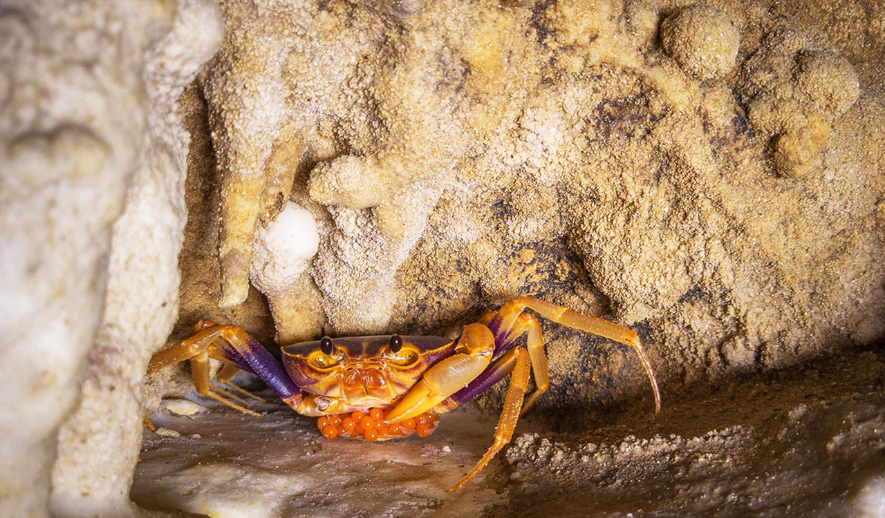 A living crab in the wet area of the cave