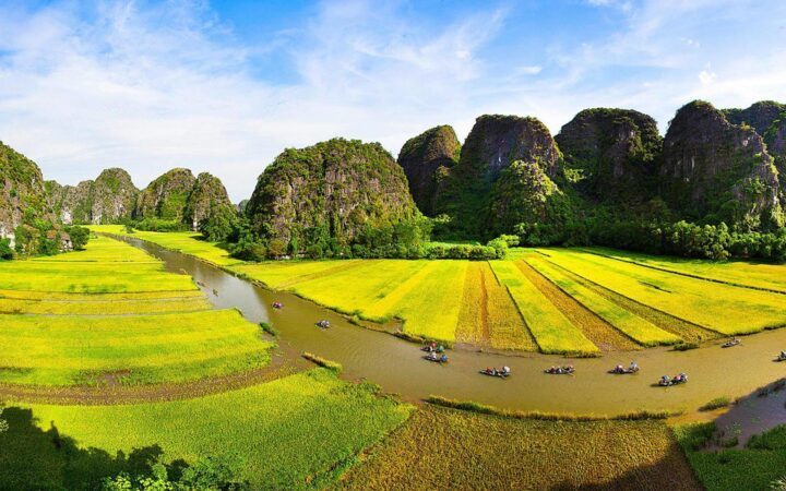 Stunning golden rice fields in Tam Coc along Ngo Dong River