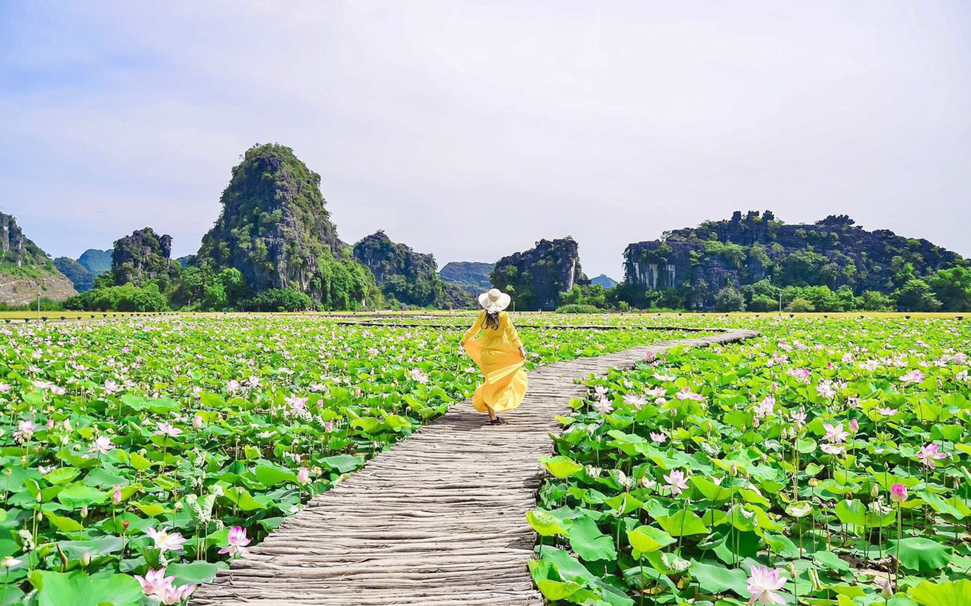 lotus lake in Ninh Binh