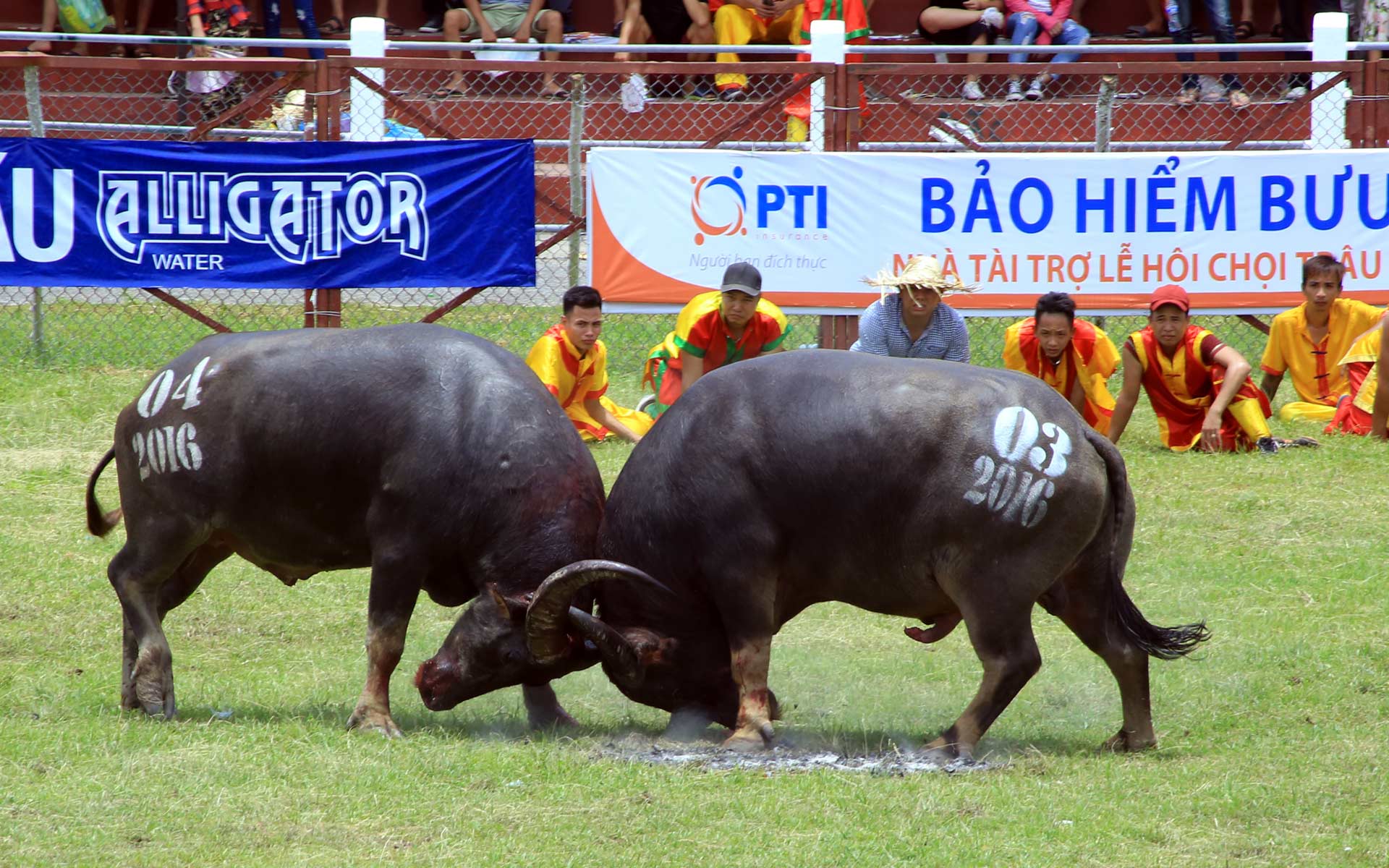 Buffalo Fighting Festival in Phu Ninh (Phu Tho)