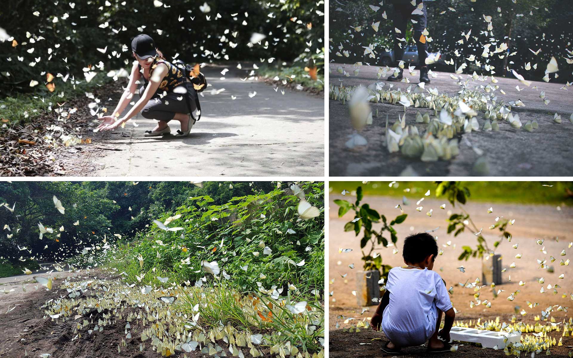 butterflies in Cuc Phuong