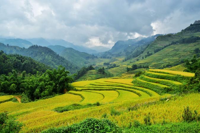 Lush green rice terraces in Sapa Vietnam in July