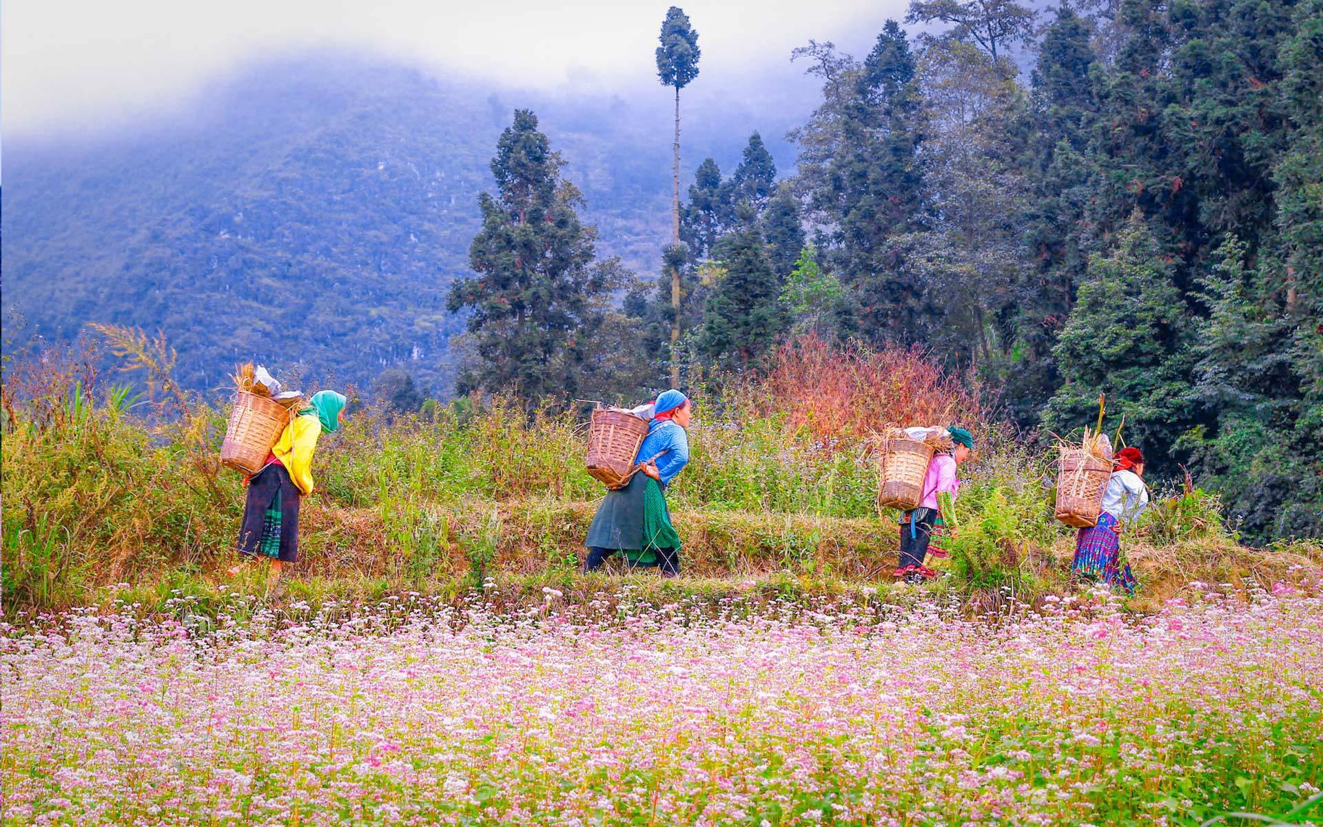 ethnic minorities in Sapa