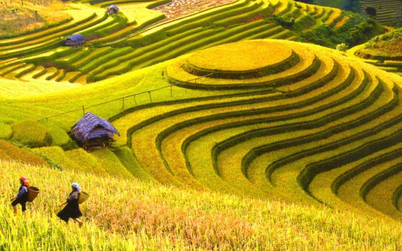 A scenic view of green rice terraces and mountains in Sapa