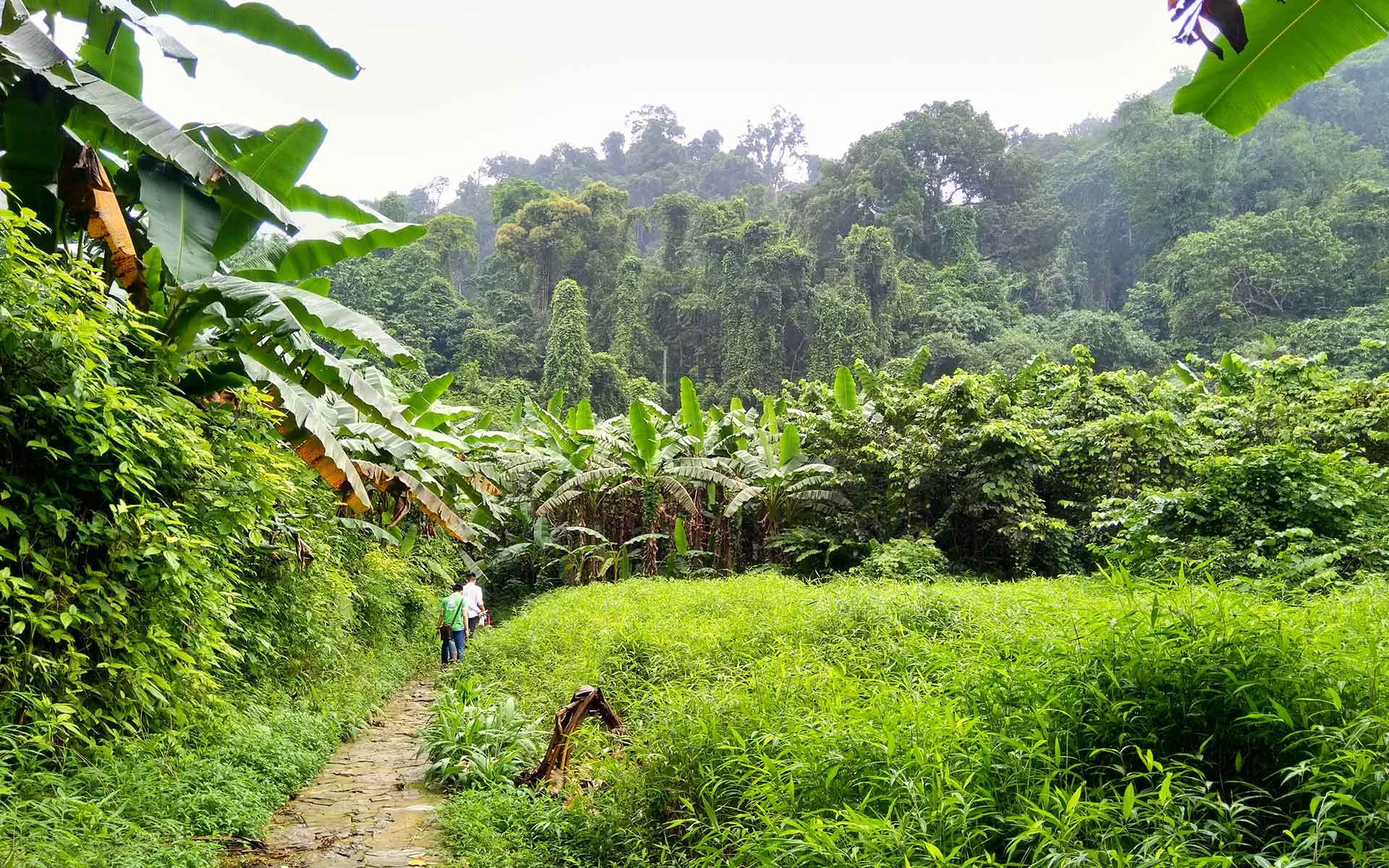 Trekking in the primary forests