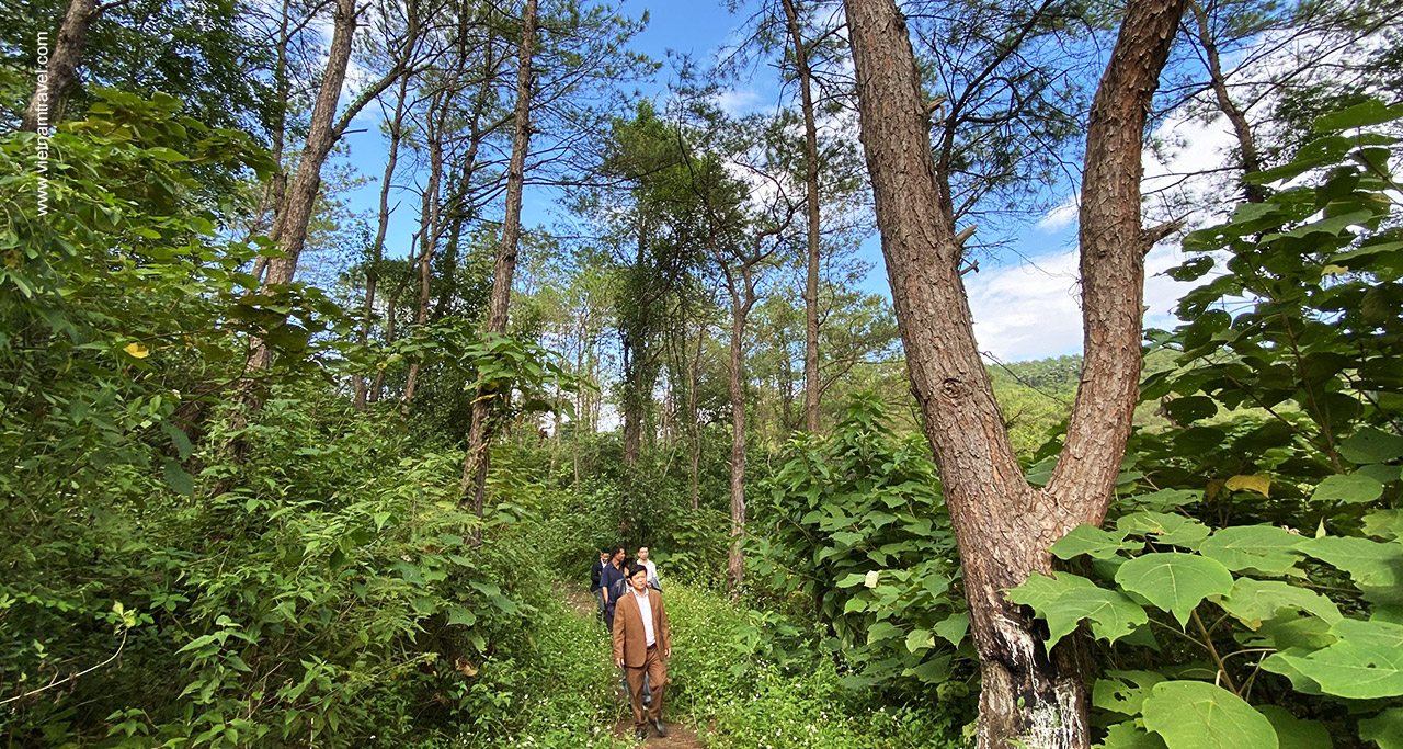 Forest in Khuon Than