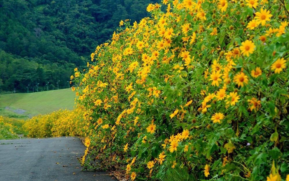 The blooming wild sunflowers add more beautiful color for Ba Vi National Park