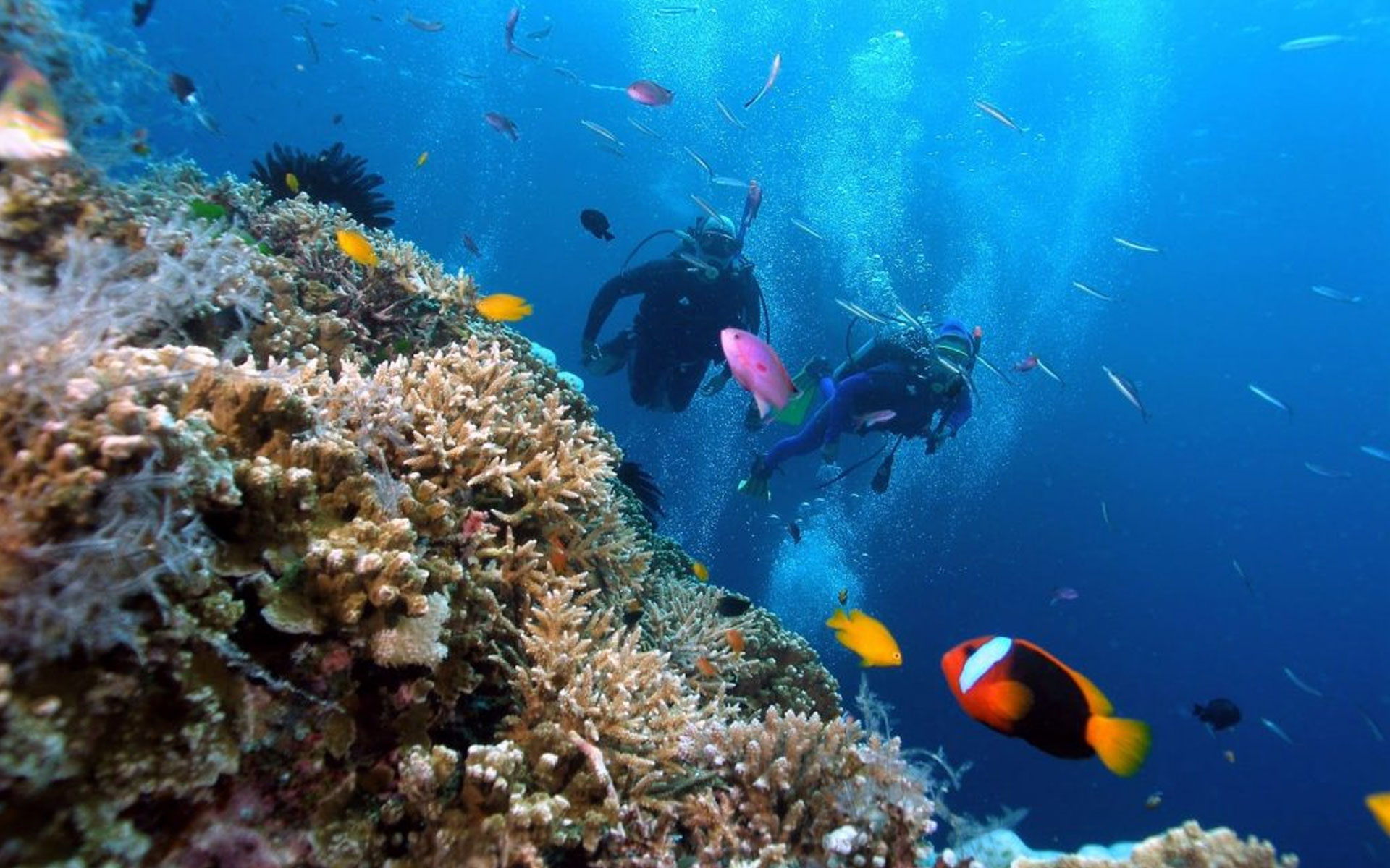 Hon Mo dive site