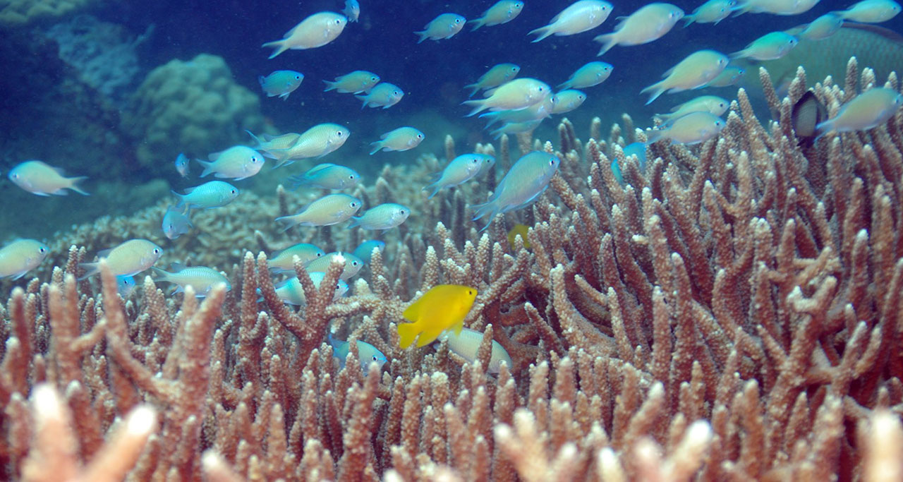 fishes in Hon Thom island