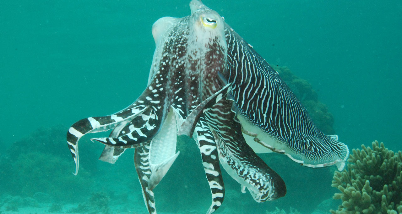 octopus in Fingernail Island