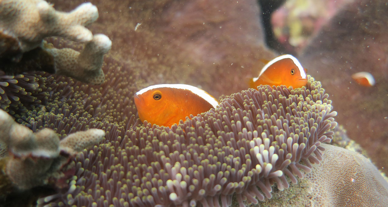 beautiful fishes in Phu Quoc