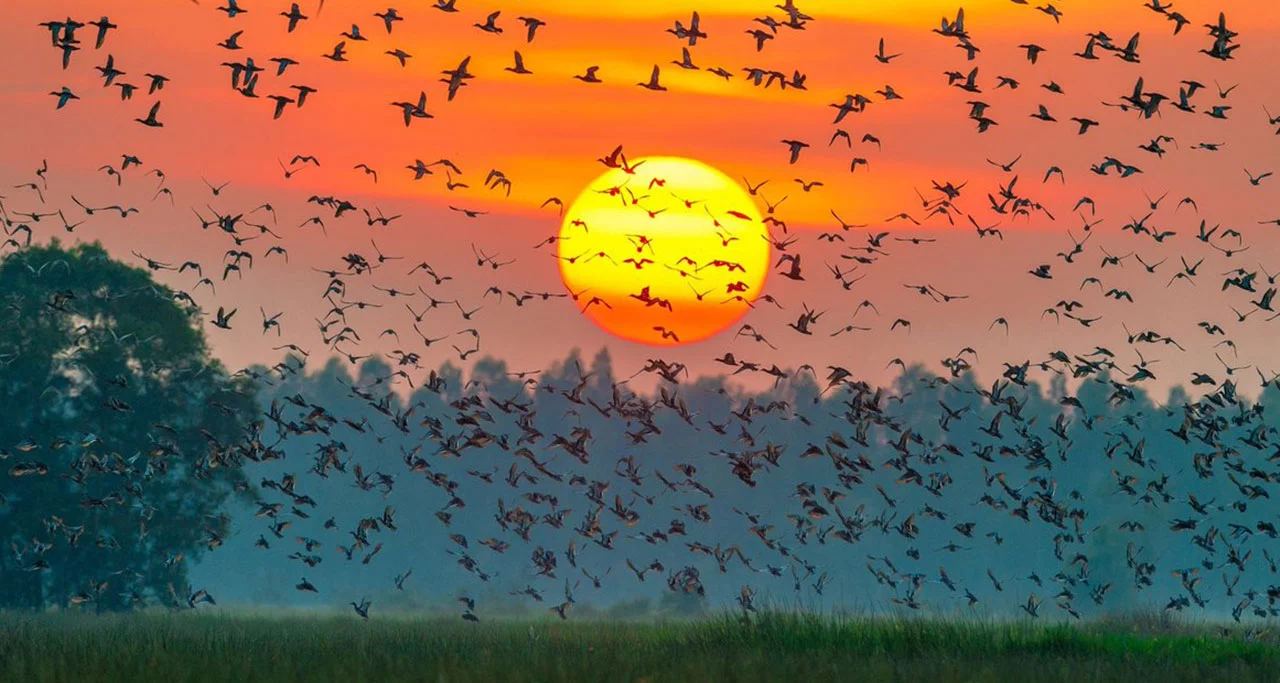 Thousands of storks and birds flying back their nests at sunset
