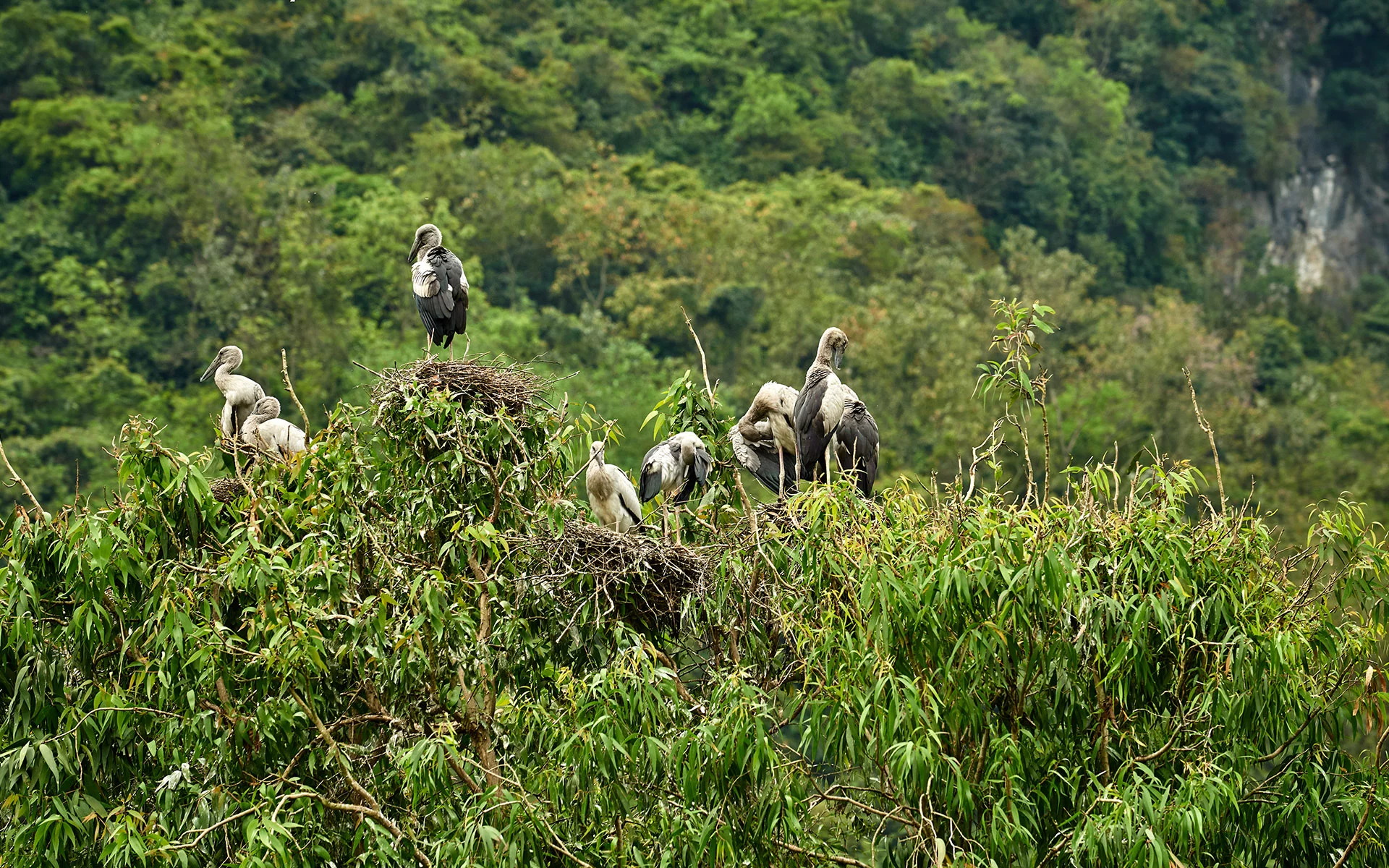 Visit Thung Nham Bird Garden