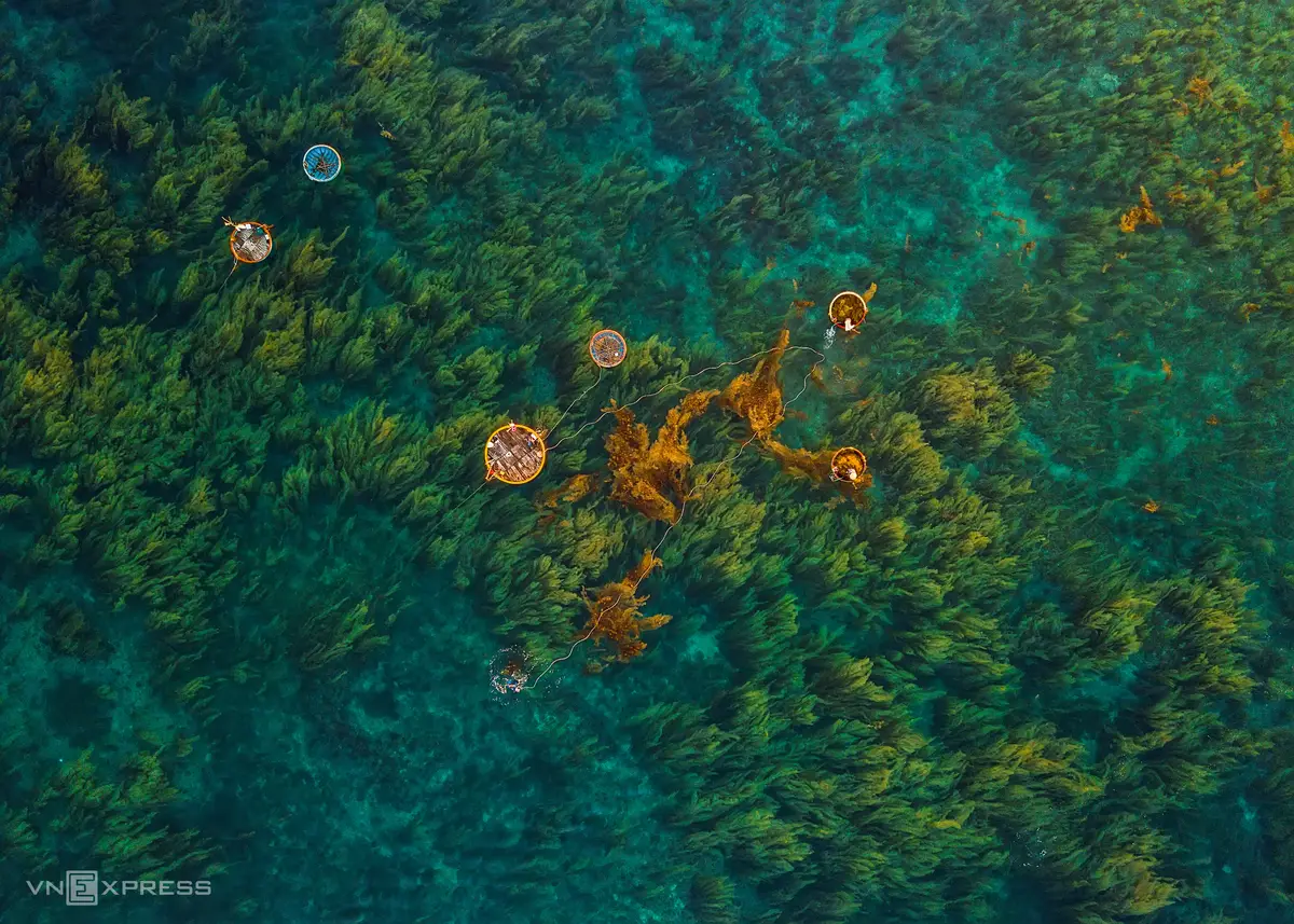 A view from above basket boats in the sea of seaweed in Quang Ngai