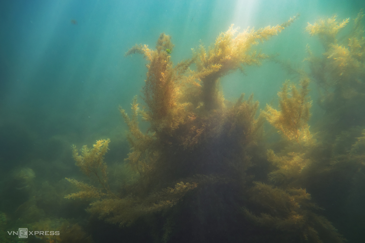 Seaweed in Binh Chau - Quang Ngai