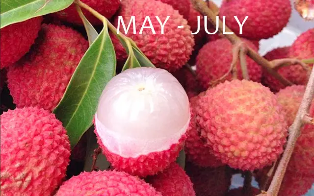 Vietnamese Lychee Season: Everything You Need to Know