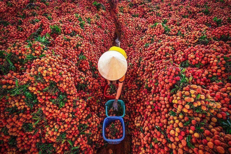 Image of a farmer checking lychee in the lychee warehouse after harvesting