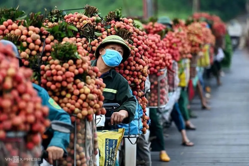 Pictures of traders carrying lychees to sell