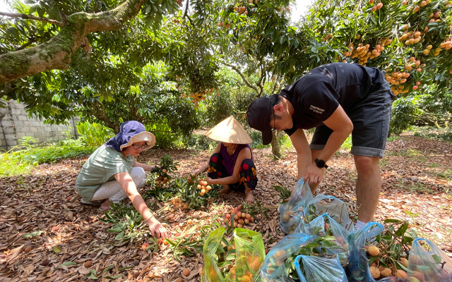 Vietnamese Lychee Season: Everything You Need to Know
