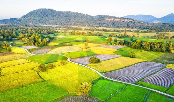 A panoramic view of the Ta Pa rice field in An Giang province