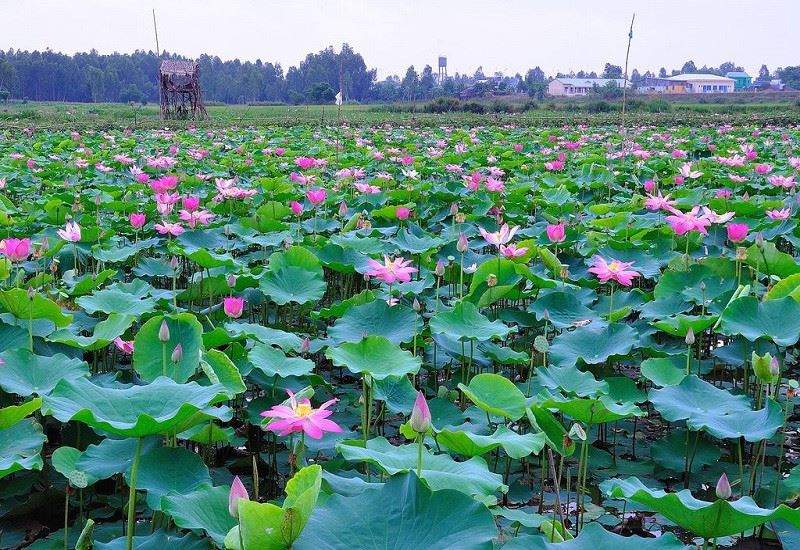 Photo of a lotus pond with pink flowers and green leaves