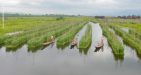 Myanmar-InleLake-61