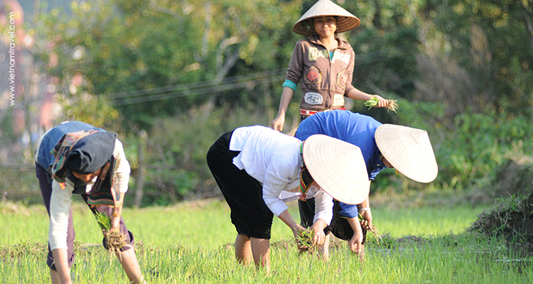 vietnam-DienBien-7