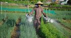 Vietnam-HoiAn-19