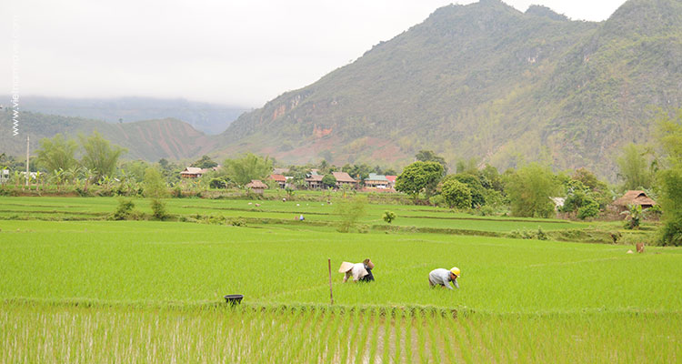 Vietnam-MaiChau-4