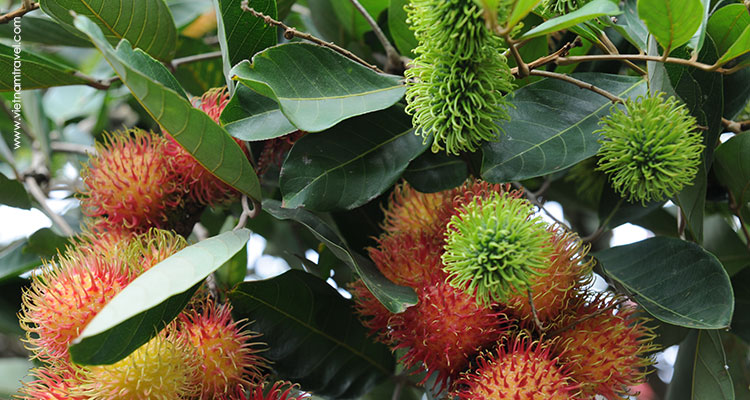 vietnam fruit