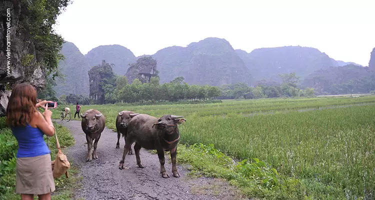 Tranquil scenery in Trang An complex