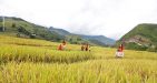 Vietnam-Sapa-22