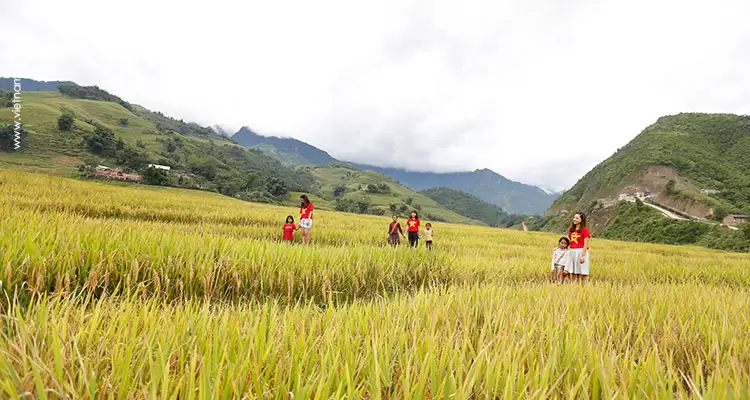 beautiful golden rice terraces in sapa