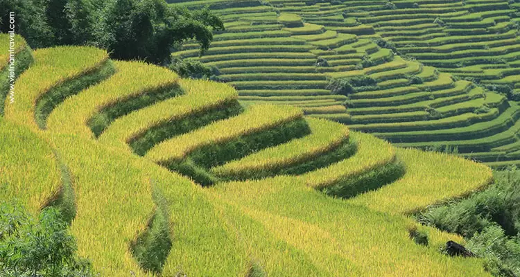 golden rice field in sapa