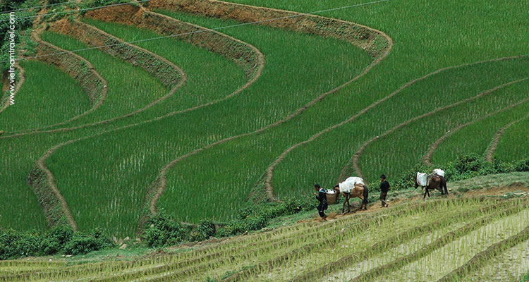 Vietnam-Sapa-7