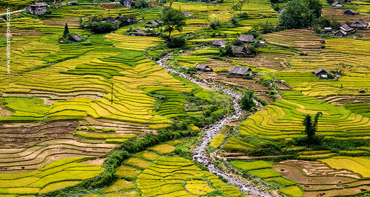 Rice Paddy in Sapa